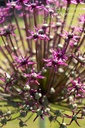 Allium 'Magic' - La pépinière d'Agnens