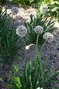 Allium nutans 'Isabelle'- La pépinière d'Agnens