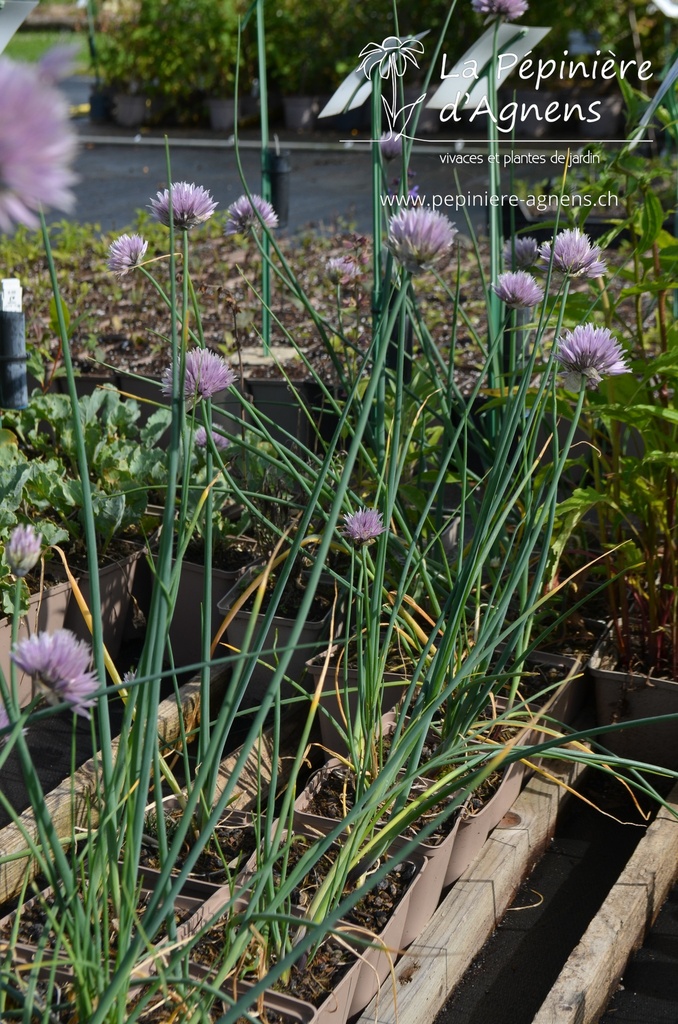 Allium schoenoprasum 'Orosiae' - La pépinière d'Agnens
