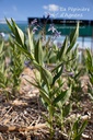 Amsonia orientalis 'Blue Ice' - La pépinière d'Agnens