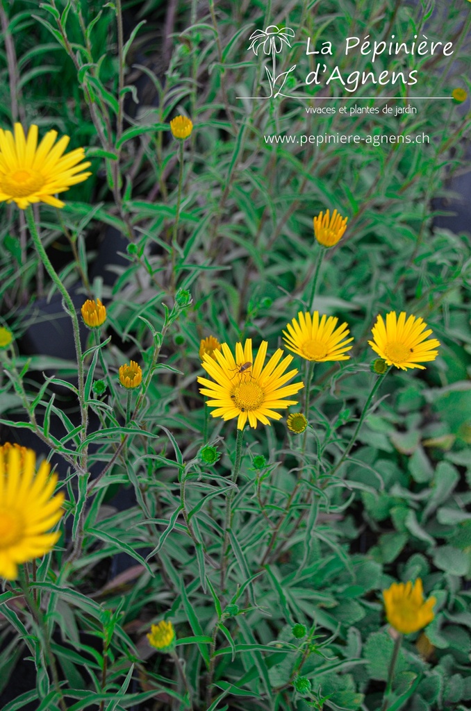 Buphthalmum salicifolium - La pépinière d'Agnens