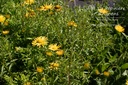 Buphthalmum salicifolium - La pépinière d'Agnens