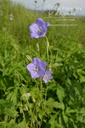 Campanula persicifolia - La pépinière d'Agnens