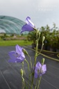 Campanula persicifolia - La pépinière d'Agnens