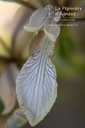 Iris foetidissima - La pépinière d'Agnens