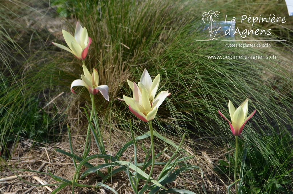 Tulipa clusiana 'Cynthia'- La pépinière d'Agnens