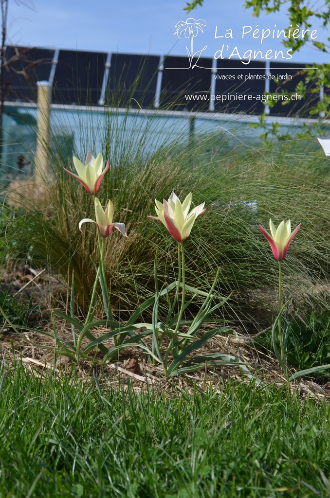 Tulipa clusiana 'Cynthia'- La pépinière d'Agnens