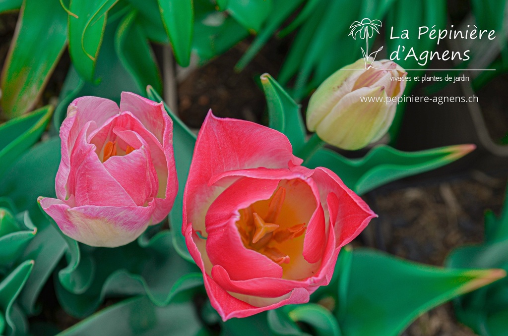 Tulipa triomphe 'Dynasty' - La pépinière d'Agnens