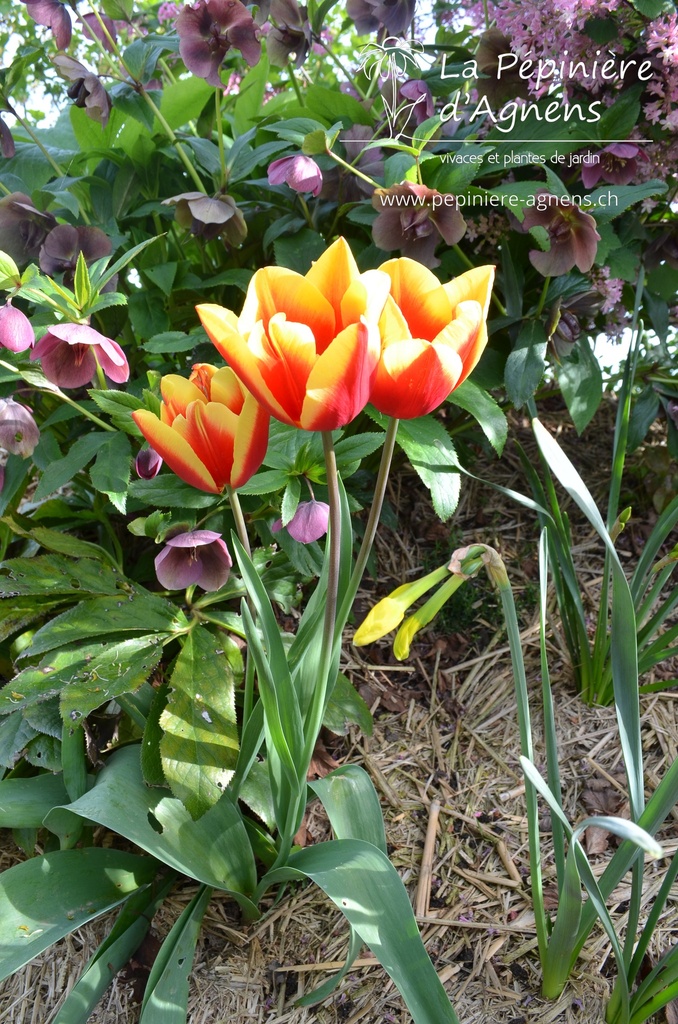 Tulipa simple hâtive 'Flair' - La pépinière d'Agnens