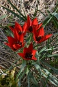 Tulipa botanique linifolia - La pépinière d'Agnens