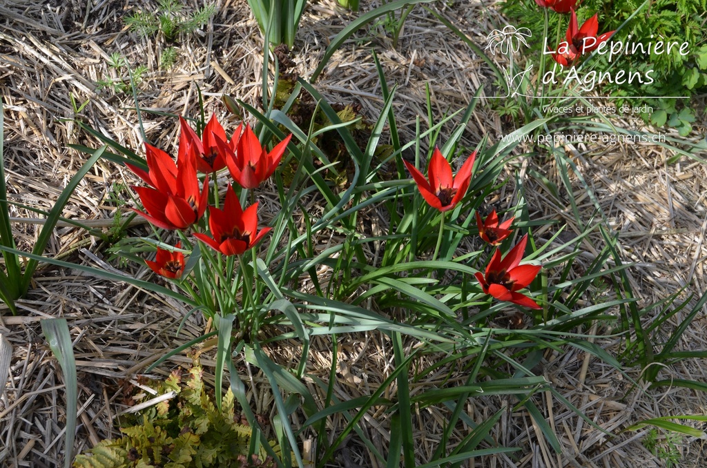 Tulipa botanique linifolia - La pépinière d'Agnens