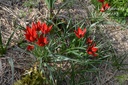 Tulipa botanique linifolia - La pépinière d'Agnens