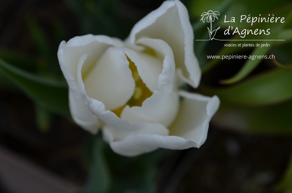 Tulipa simple hâtive 'White Prince' - La pépinière d'Agnens