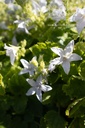 Campanula poscharskyana 'E.H.Frost' - La pépinière d'Agnens