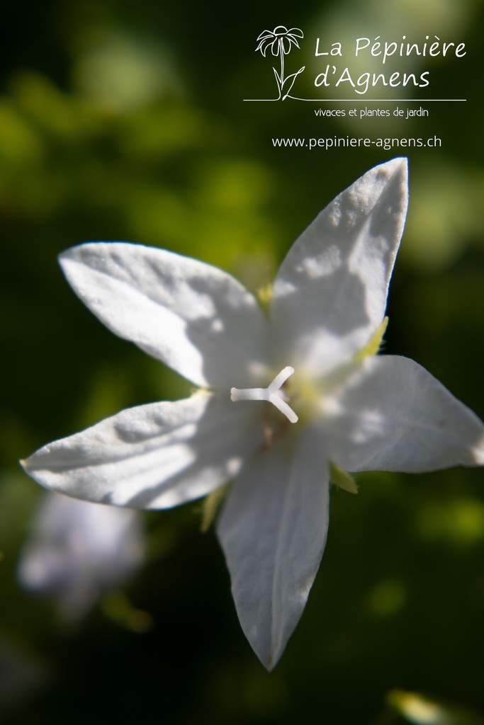 Campanula poscharskyana 'E.H.Frost' - La pépinière d'Agnens