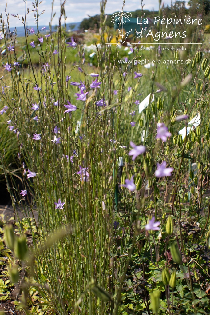 Campanula rapunculus - La pépinière d'Agnens