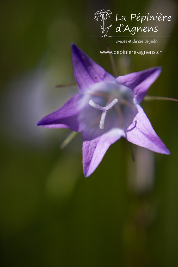 Campanula rapunculus - La pépinière d'Agnens