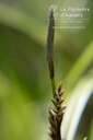 Carex morrowii 'Ice Dance' - La pépinière d'Agnens