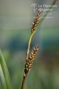 Carex morrowii 'Irish Green' - La pépinière d'Agnens