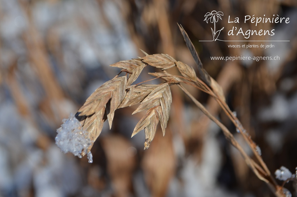 Chasmanthium latifolium - La pépinière d'Agnens