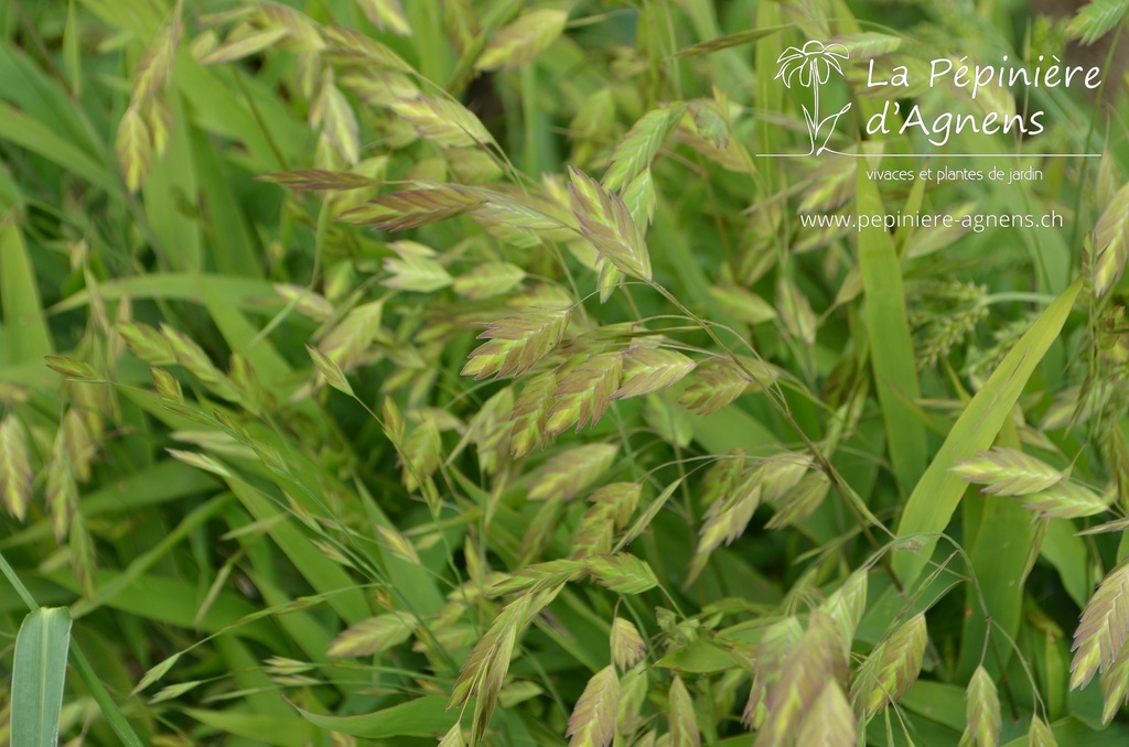 Chasmanthium latifolium - La pépinière d'Agnens