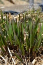 Chasmanthium latifolium - La pépinière d'Agnens