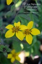 Chrysogonum virginianum - La pépinière d'Agnens