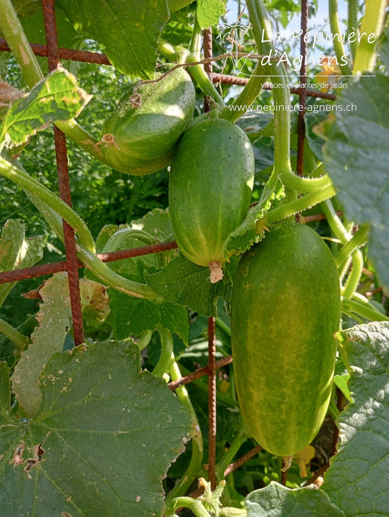 Concombre cultivar 'Cocktail de Cléopatre' - La pépinière d'Agnens