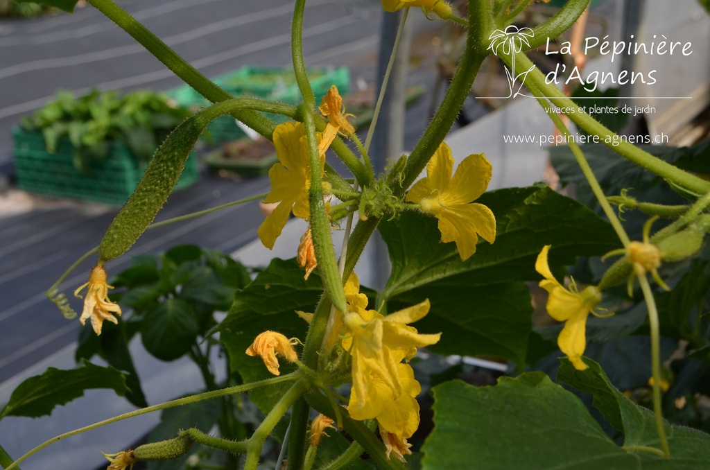 Cornichon à faire grimper 'de Bourbonne' - La pépinière d'Agnens