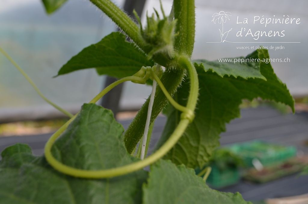 Cornichon à faire grimper 'Délicatesse' - La pépinière d'Agnens