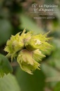 Corylus avellana 'Hallesche Riesennuss' - La pépinière d'Agnens