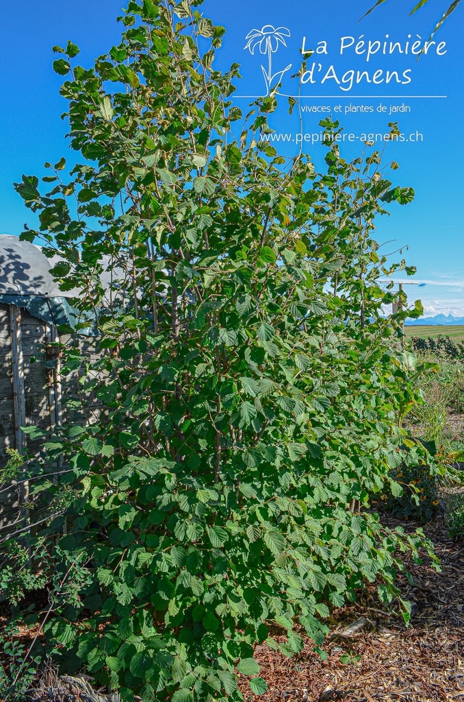 Corylus avellana 'Hallesche Riesennuss' - La pépinière d'Agnens