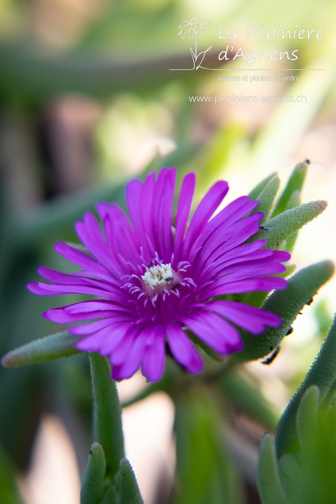 Delosperma cooperi - La pépinière d'Agnens