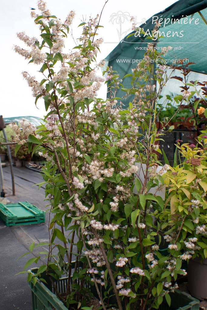 Deutzia crenata 'Pride of Rochester' - La pépinière d'Agnens