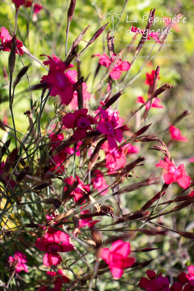 Dianthus deltoides - La pépinière d'Agnens