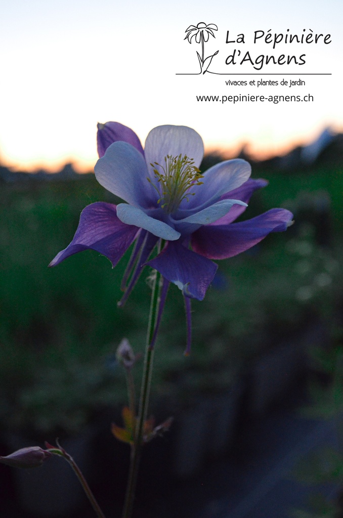 Aquilegia caerulea 'Blue Star' - La pépinière d'Agnens