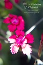 Dianthus deltoides - La pépinière d'Agnens