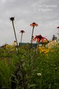 Echinacea hybride 'Tiki Torch' - La pépinière d'Agnens