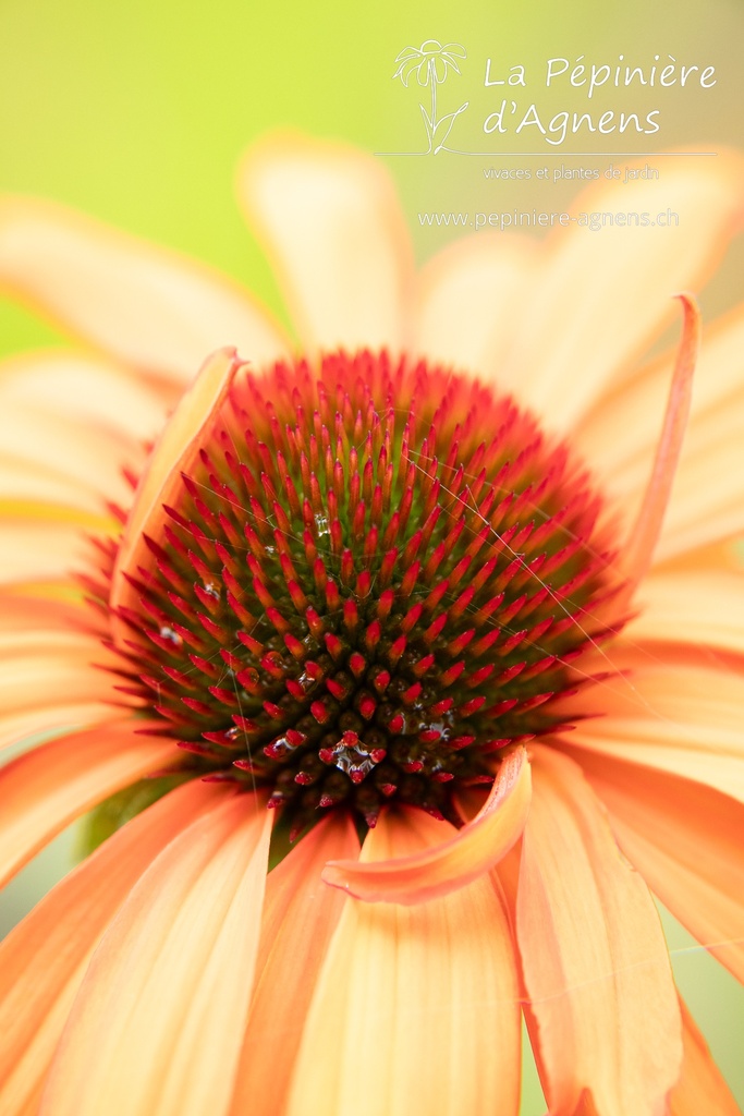 Echinacea hybride 'Tiki Torch' - La pépinière d'Agnens