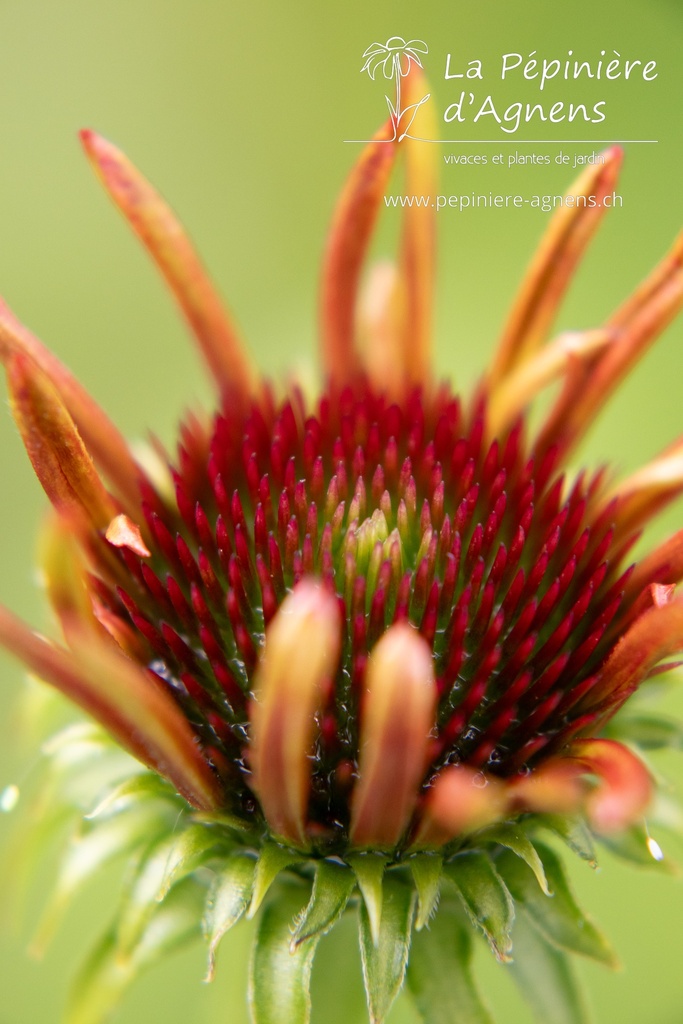 Echinacea hybride 'Tiki Torch' - La pépinière d'Agnens