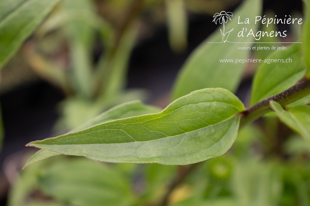 Echinacea hybride 'Tiki Torch' - La pépinière d'Agnens