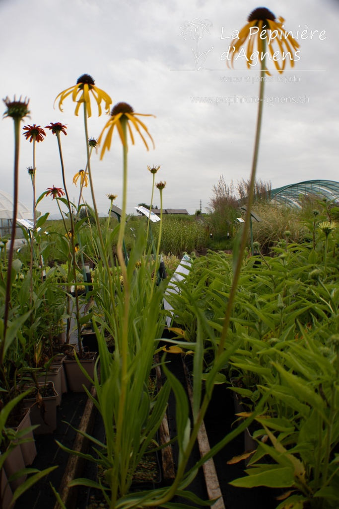 Echinacea paradoxa var. paradoxa - La pépinière d'Agnens