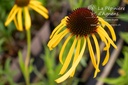 Echinacea paradoxa var. paradoxa - La pépinière d'Agnens