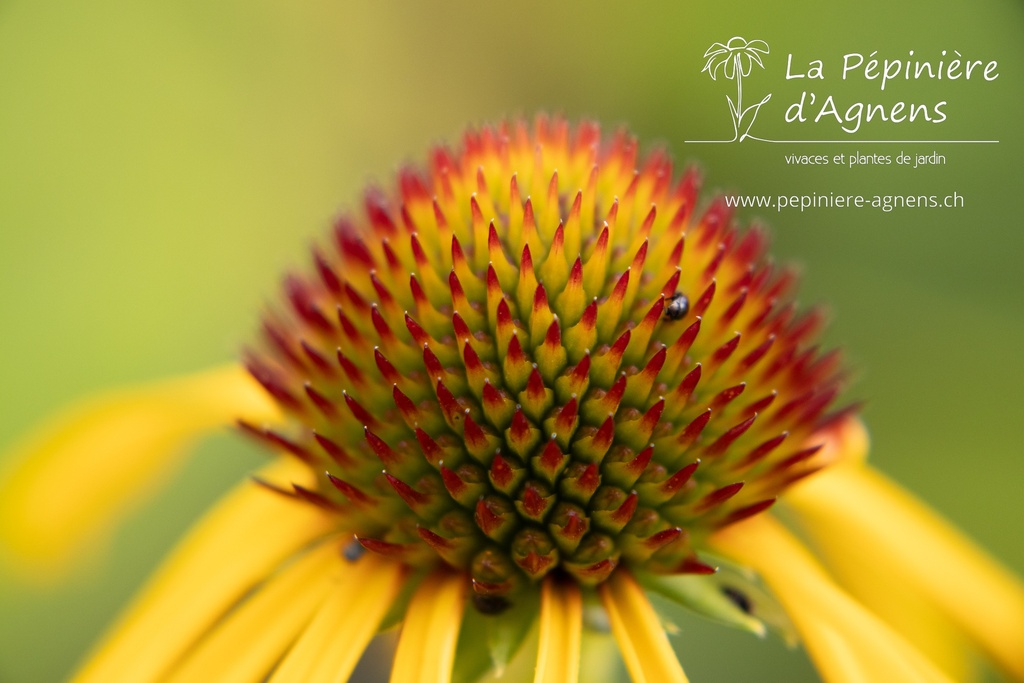 Echinacea paradoxa var. paradoxa - La pépinière d'Agnens