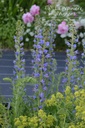 Echium vulgare - La pépinière d'Agnens