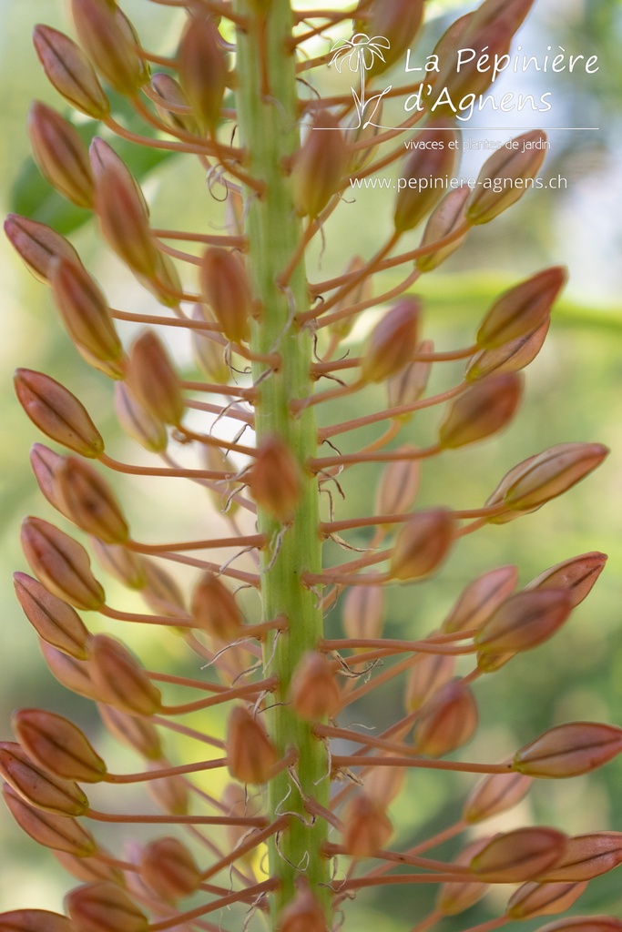 Eremurus hybride 'Cleopatra' - La pépinière d'Agnens