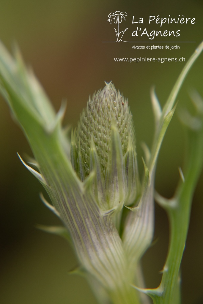 Eryngium agavifolium - La pépinière d'Agnens