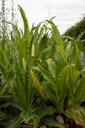 Eryngium agavifolium - La pépinière d'Agnens