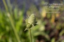 Eryngium agavifolium - La pépinière d'Agnens