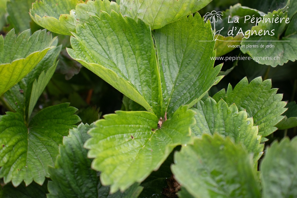 Fragaria hybride 'Petrino'- La pépinière d'Agnens